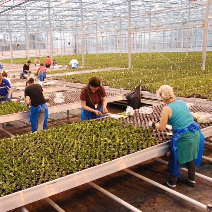 Догляд за рослинами VITROFLORA